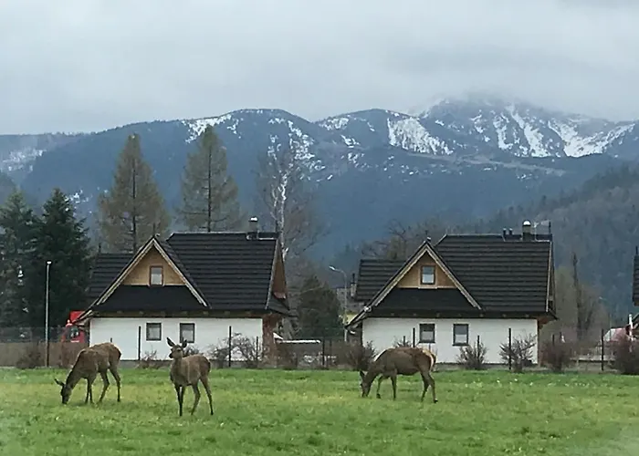 Skoczek Nie Dotyczy Noclegu W Pokoju Mozna Zarezerwowac Namiot Lub Wolne Miejsce Na Campingu Campeggio Zakopane