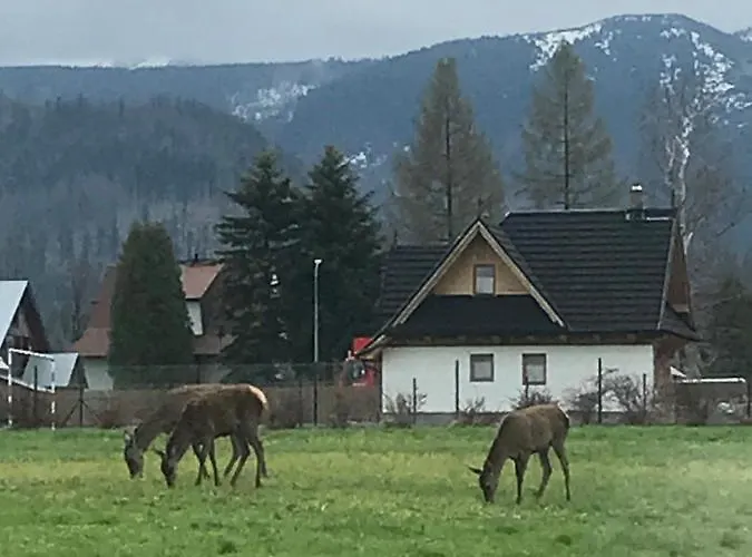 Skoczek Nie Dotyczy Noclegu W Pokoju Mozna Zarezerwowac Namiot Lub Wolne Miejsce Na Campingu Campeggio *